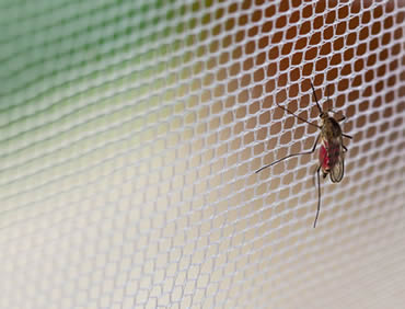 Mosquiteras para ventanas en Madrid